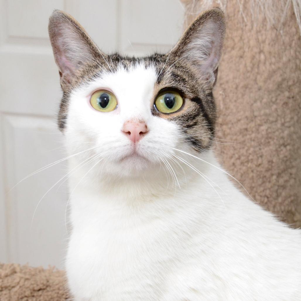 Enlarge Young Bella, a Adoptable Domestic Short Hair in Natick, MA image 4/5