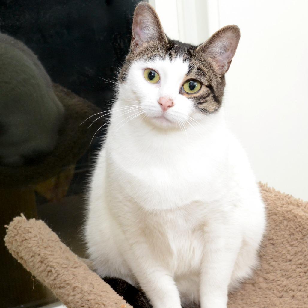 Enlarge Young Bella, a Adoptable Domestic Short Hair in Natick, MA image 5/5