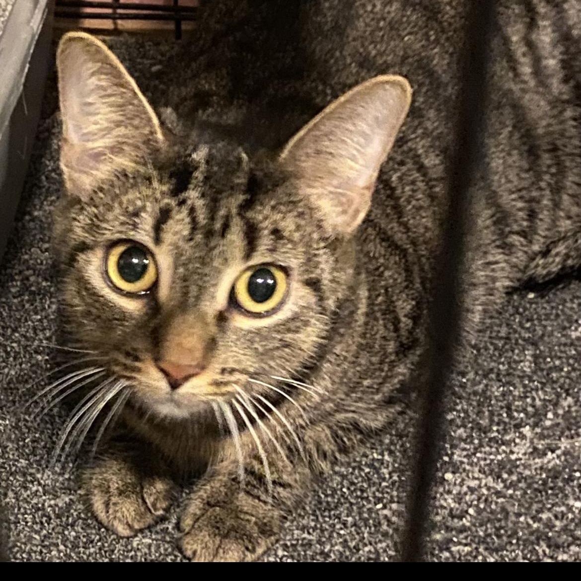 Enlarge Georgia, a ADOPTABLE Domestic Short Hair in Crofton, MD image 2/2