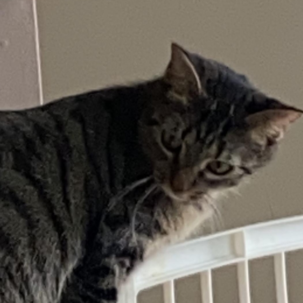 Enlarge Georgia, a ADOPTABLE Domestic Short Hair in Crofton, MD image 1/2