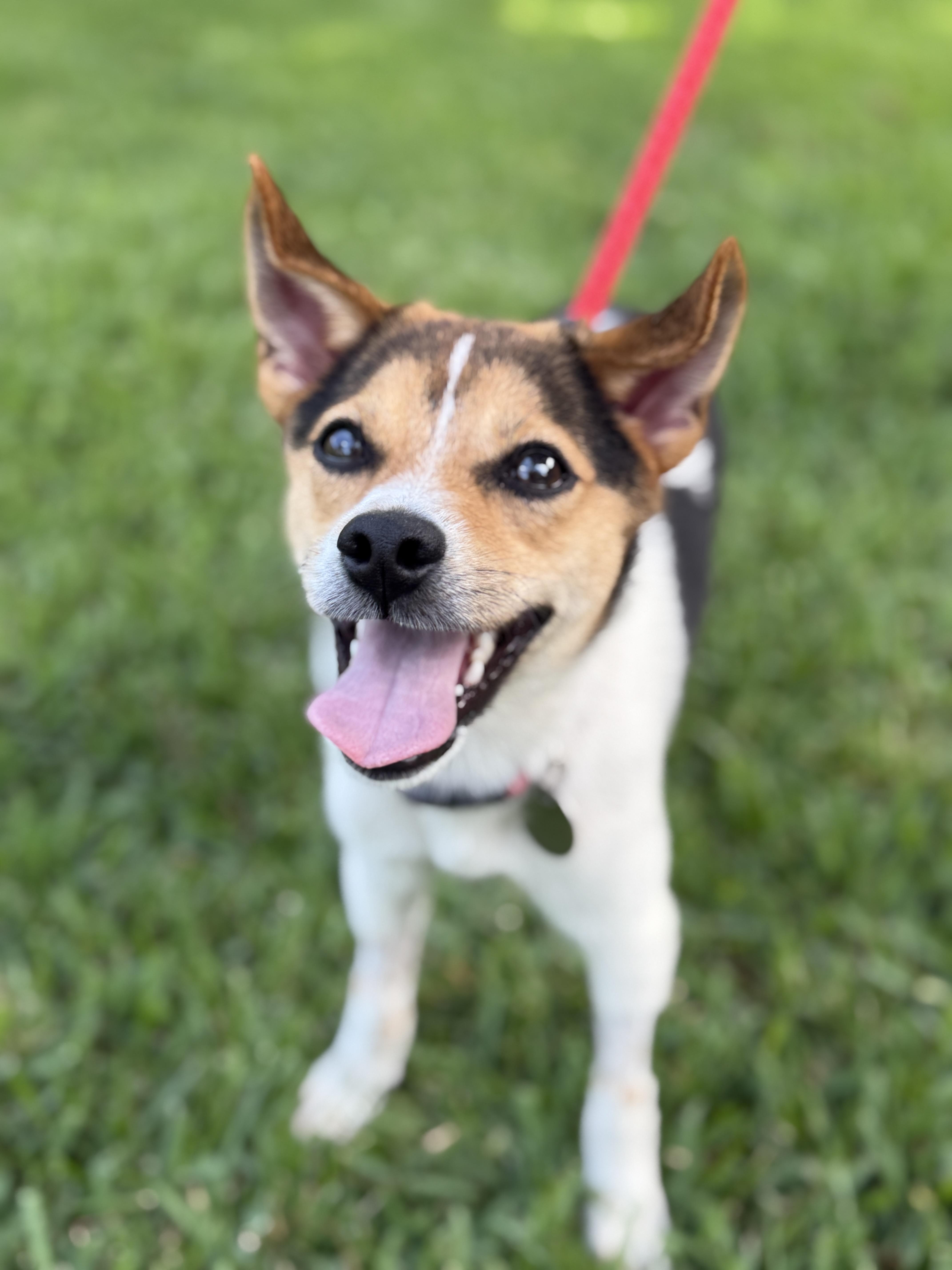 Roo Chihuahua Dog