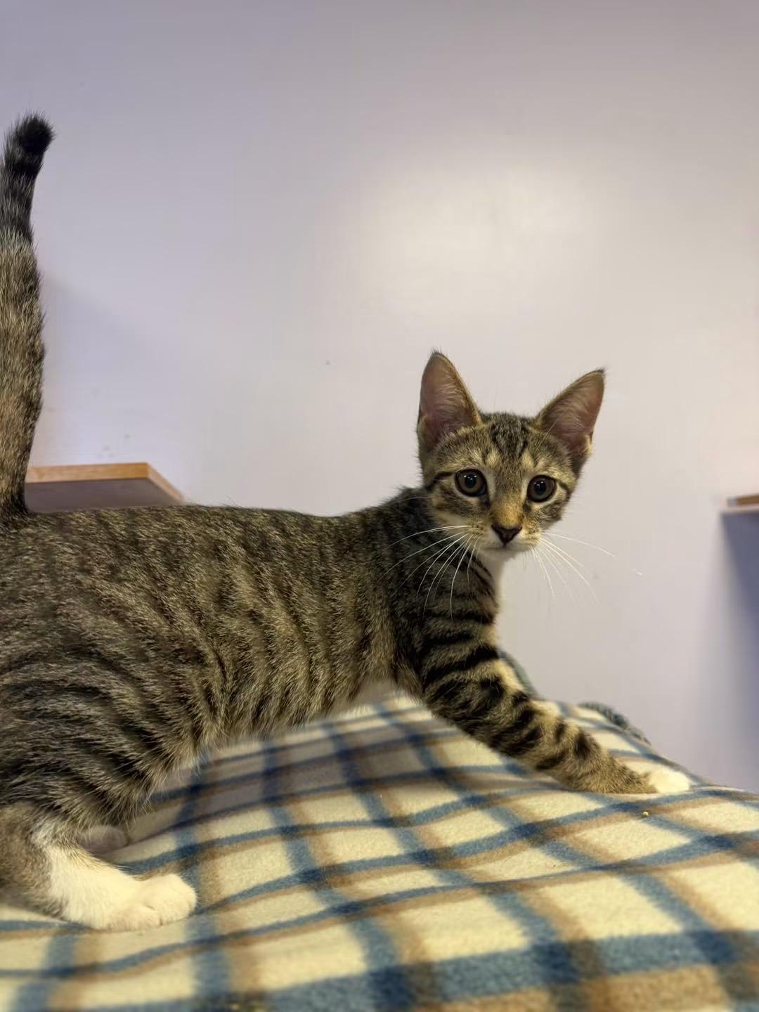 Enlarge Polywag, an adopted Domestic Short Hair in Freeport, NY image 1/1