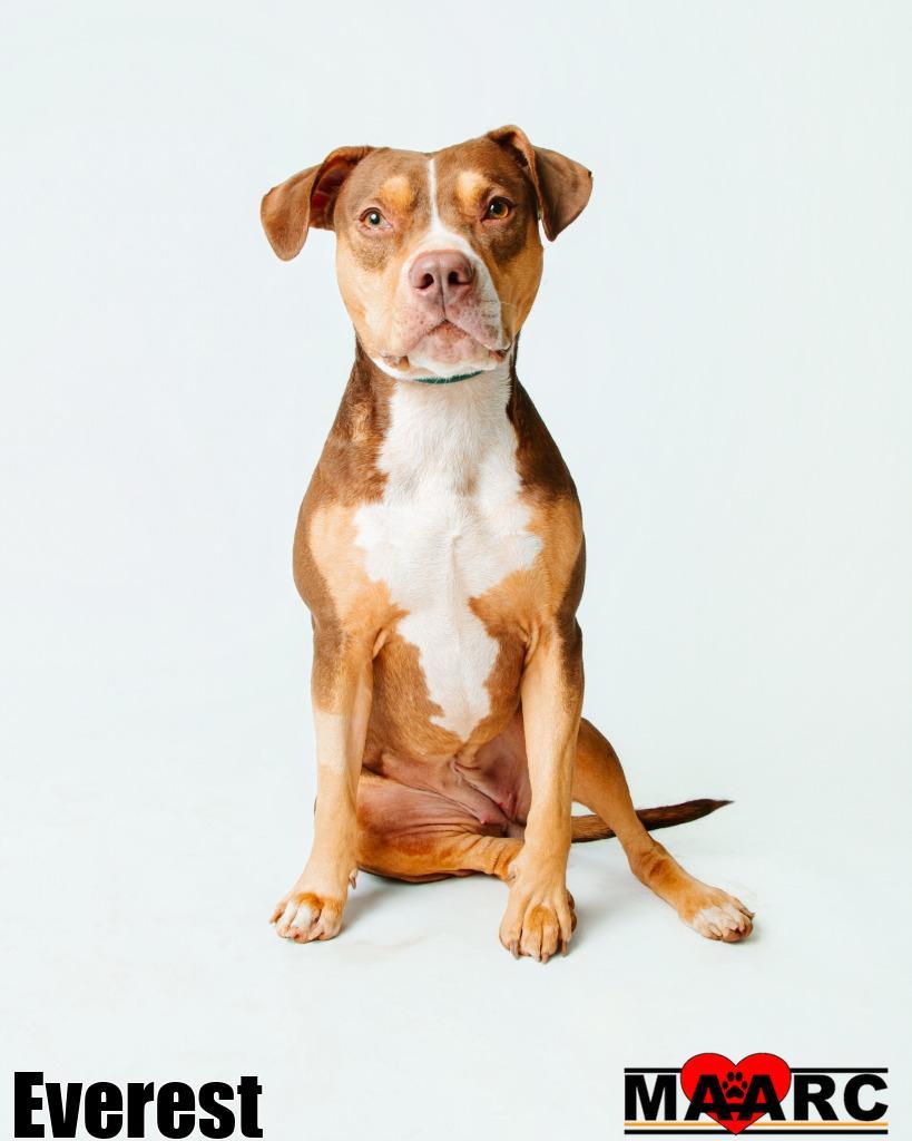 Everest, Adoptable, Young Female Pit Bull Terrier & Catahoula Leopard Dog.