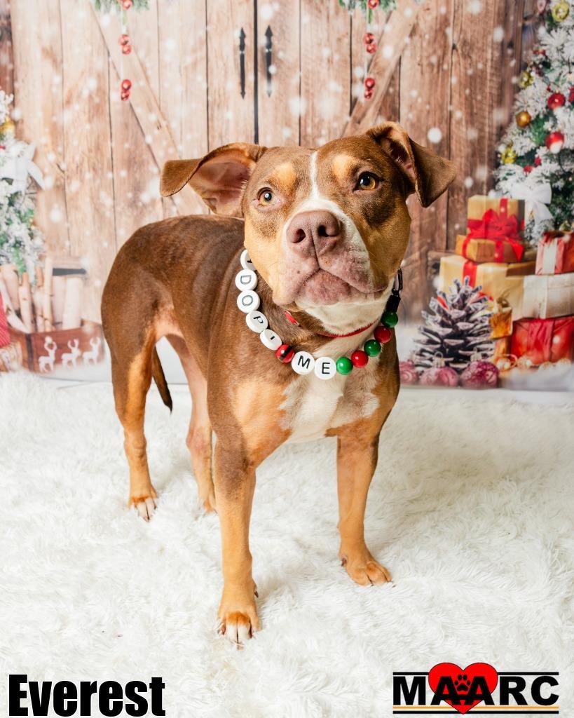 Enlarge Everest, a Adoptable mixed breed in Maryville, TN image 1/4