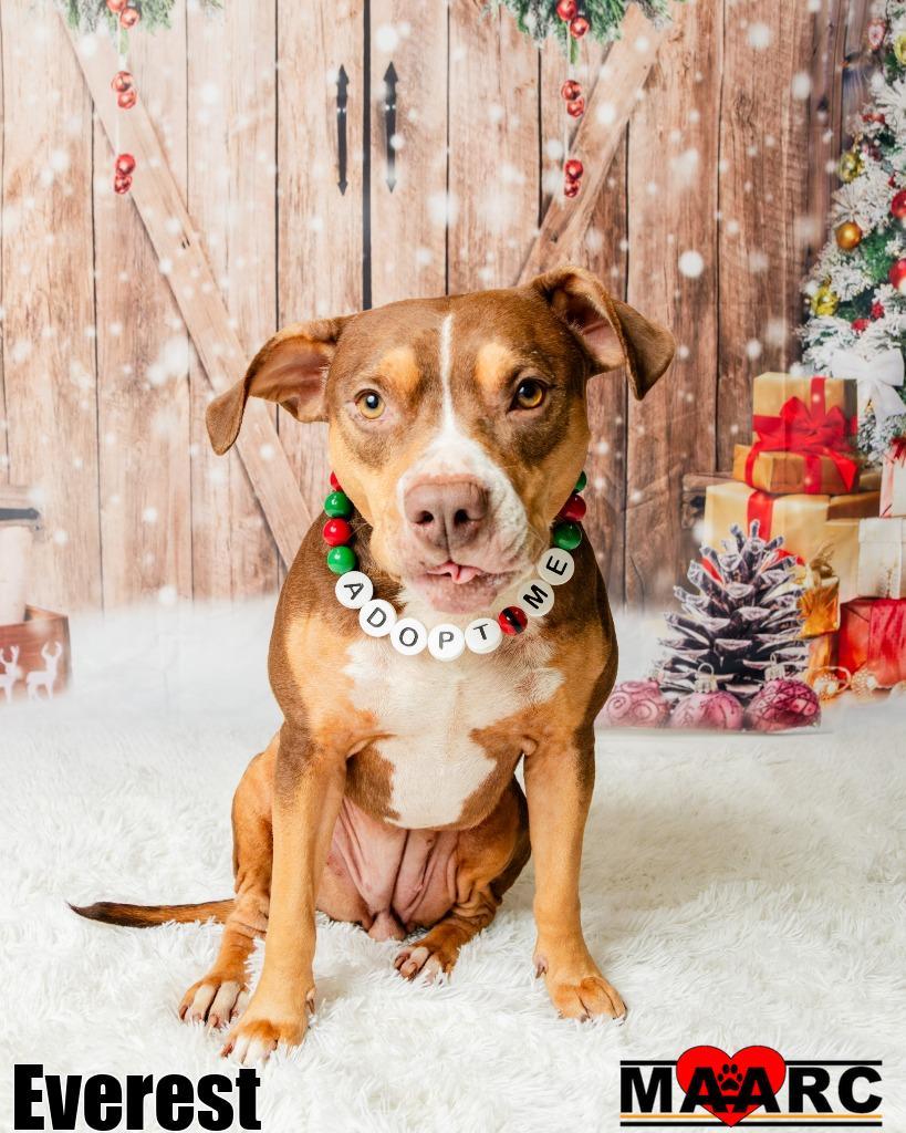 Enlarge Everest, a Adoptable mixed breed in Maryville, TN image 2/4