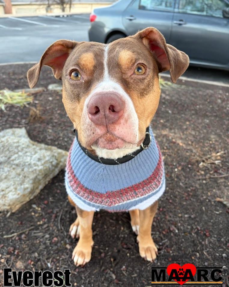 Enlarge Everest, a Adoptable mixed breed in Maryville, TN image 2/6