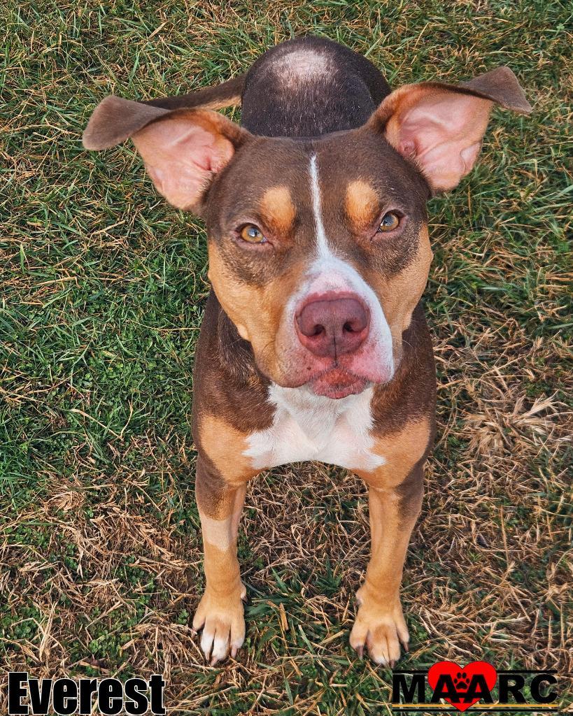 Enlarge Everest, a Adoptable mixed breed in Maryville, TN image 3/6