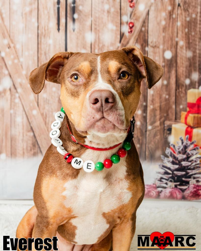 Enlarge Everest, a Adoptable mixed breed in Maryville, TN image 3/4