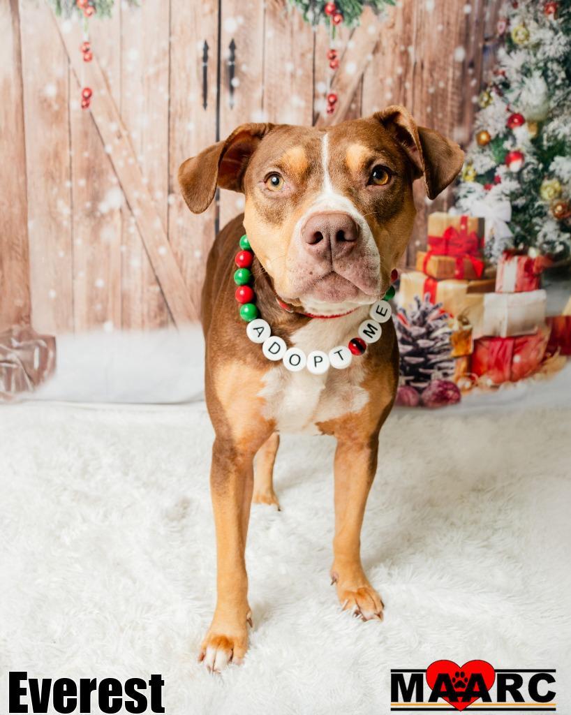 Enlarge Everest, a Adoptable mixed breed in Maryville, TN image 4/4