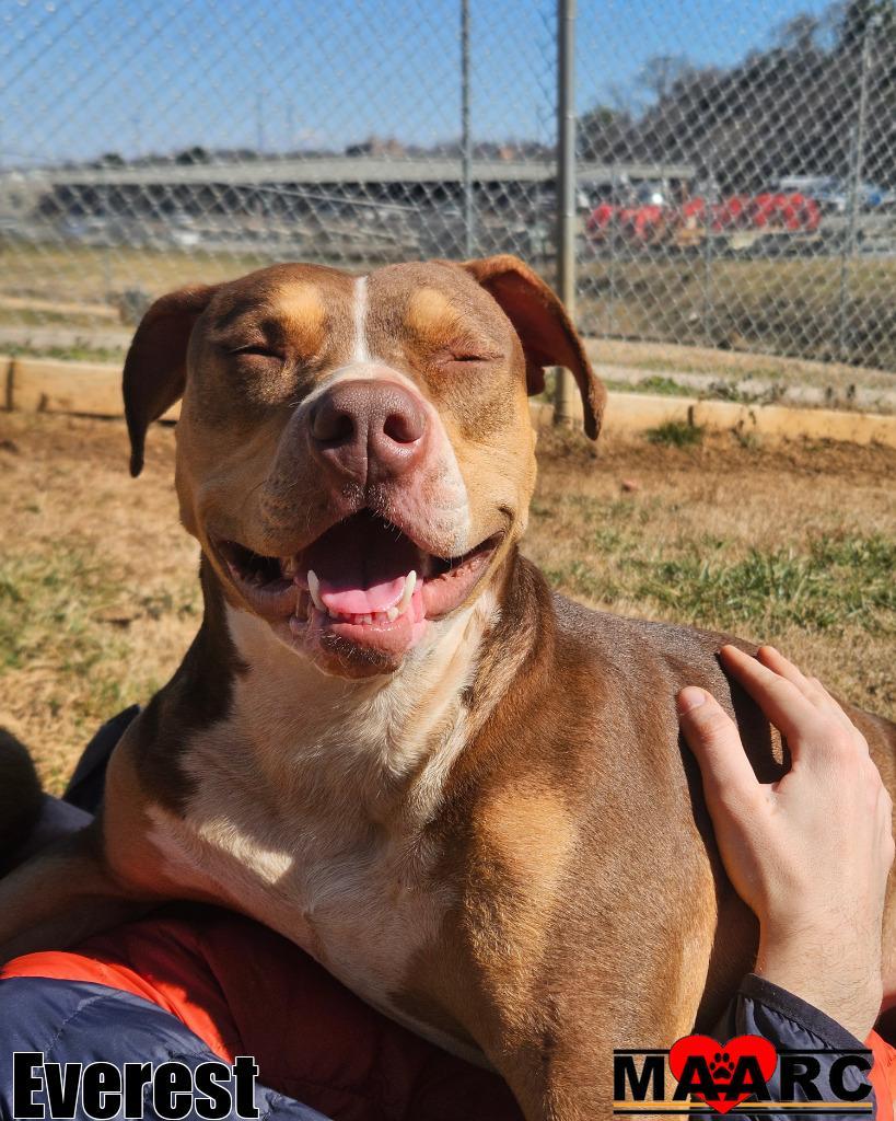 Enlarge Everest, a Adoptable mixed breed in Maryville, TN image 4/6