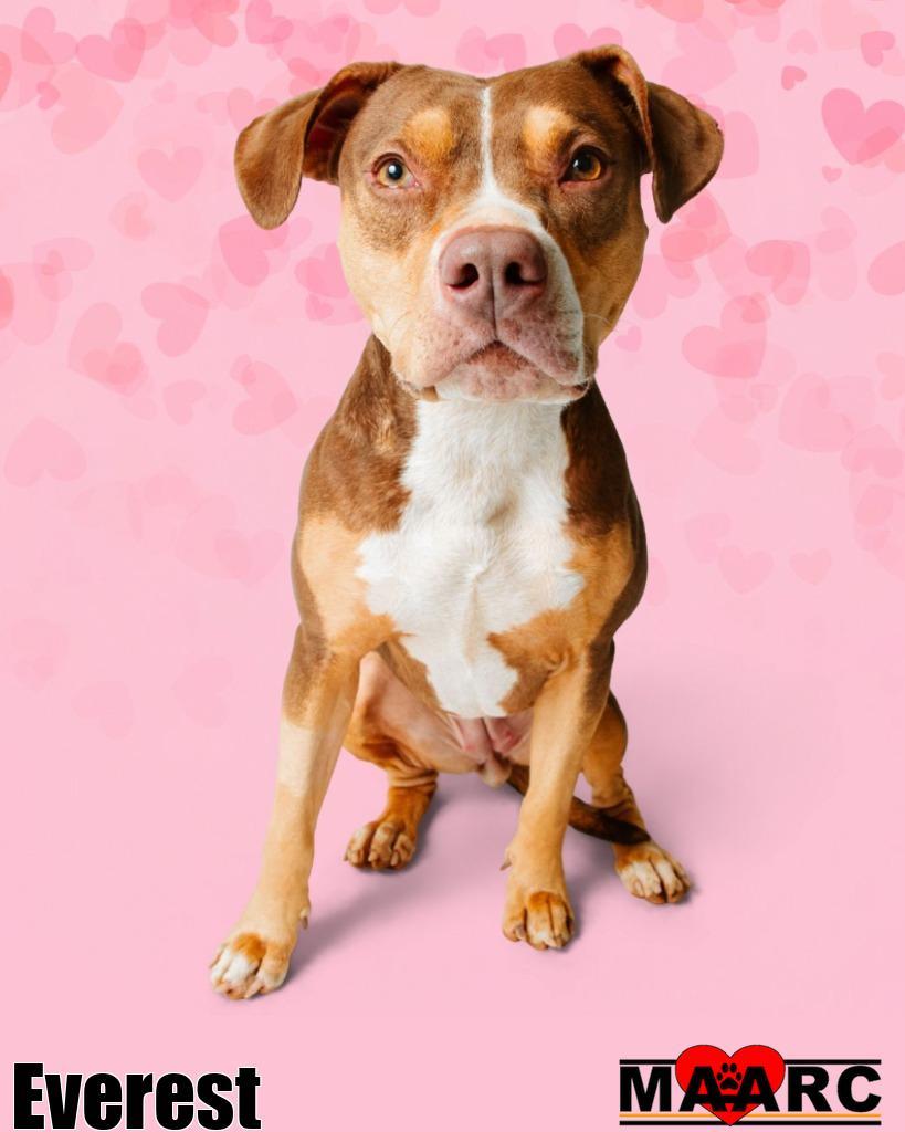 Enlarge Everest, a Adoptable mixed breed in Maryville, TN image 5/6