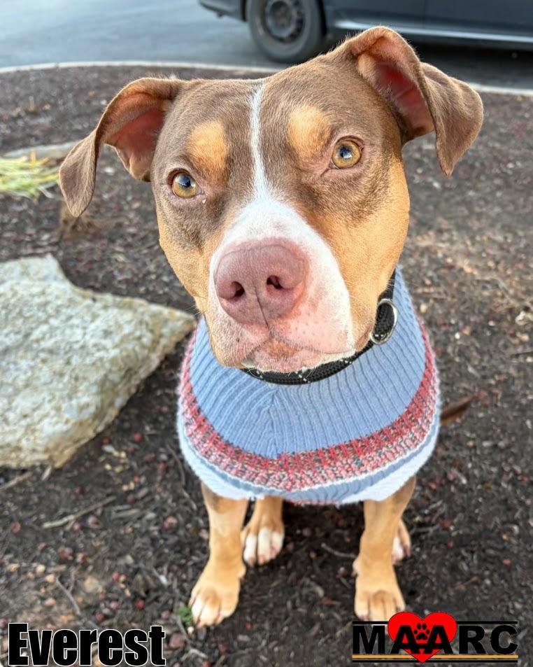 Enlarge Everest, a Adoptable mixed breed in Maryville, TN image 6/6