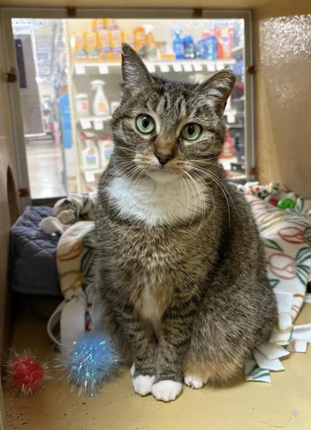 Hedwig, ADOPTABLE, Adult Female Domestic Short Hair.