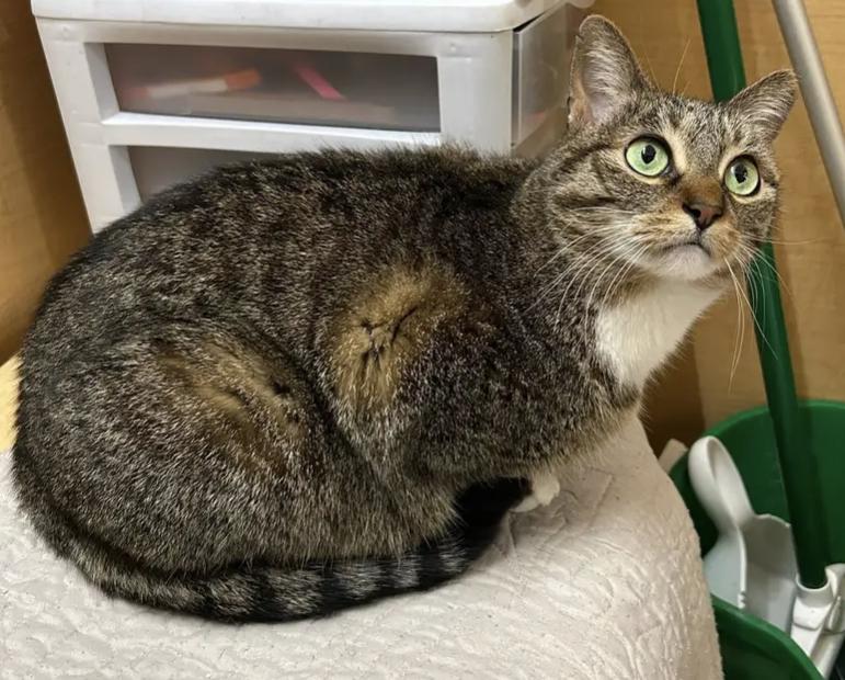 Hedwig, a ADOPTABLE Domestic Short Hair in Buffalo, NY image 4/5