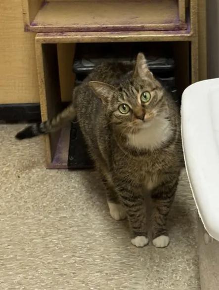 Hedwig, a ADOPTABLE Domestic Short Hair in Buffalo, NY image 5/5