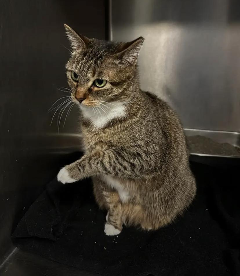 Hedwig, a ADOPTABLE Domestic Short Hair in Buffalo, NY image 2/5