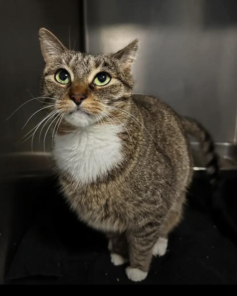 Hedwig, a ADOPTABLE Domestic Short Hair in Buffalo, NY image 3/5