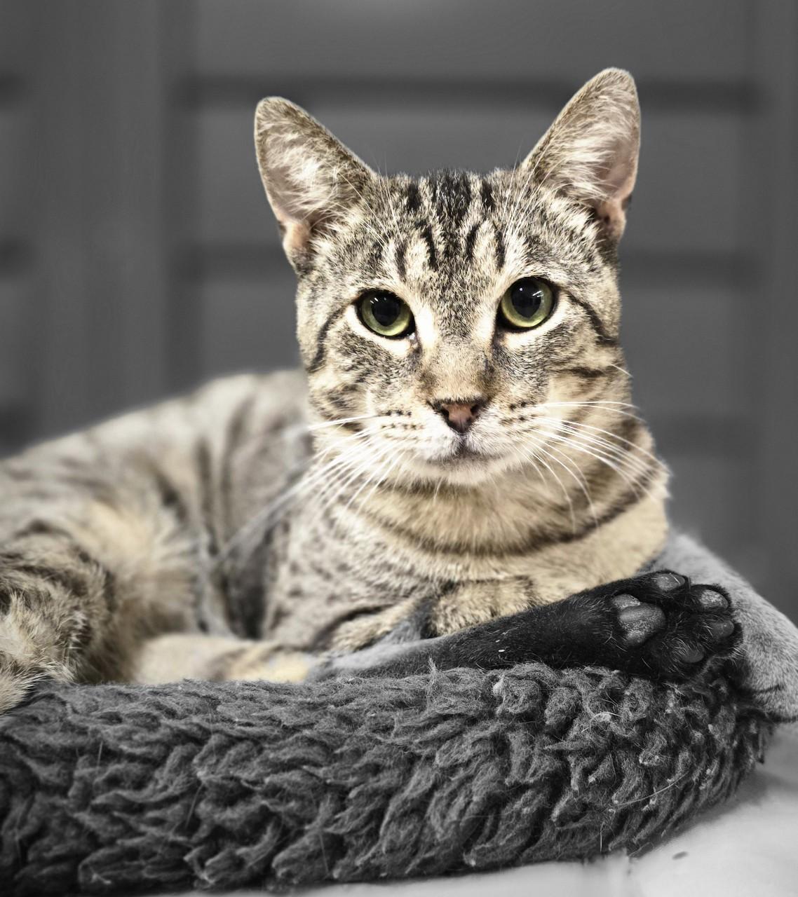 Beisel, Baby Male Domestic Short Hair