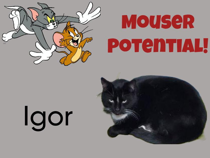 Igor, Adoptable, Young Male Domestic Short Hair & Tuxedo.