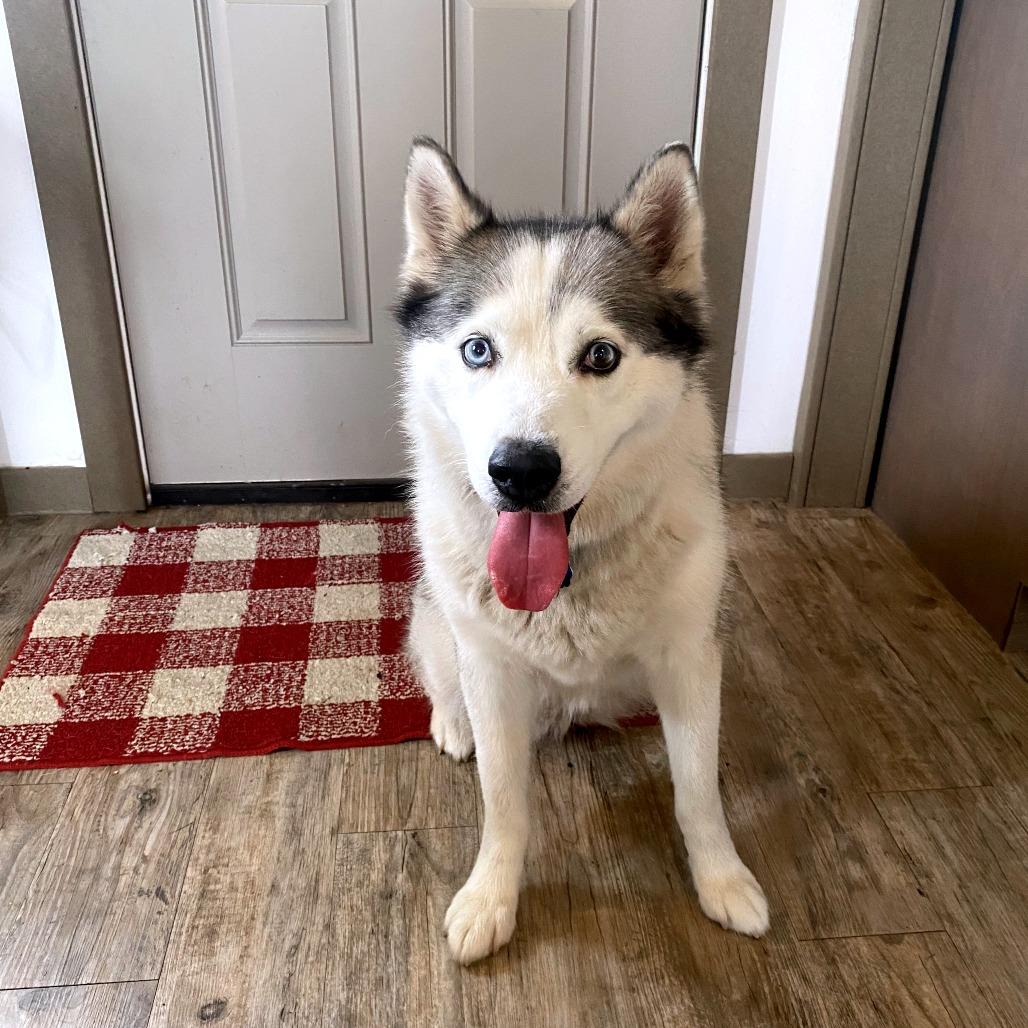 Noki, Adoptable, Senior Female Husky.