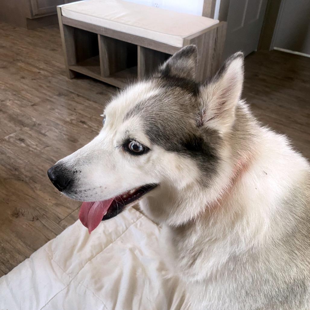 Enlarge Noki, a Adoptable Husky in Green Bay, WI image 4/6