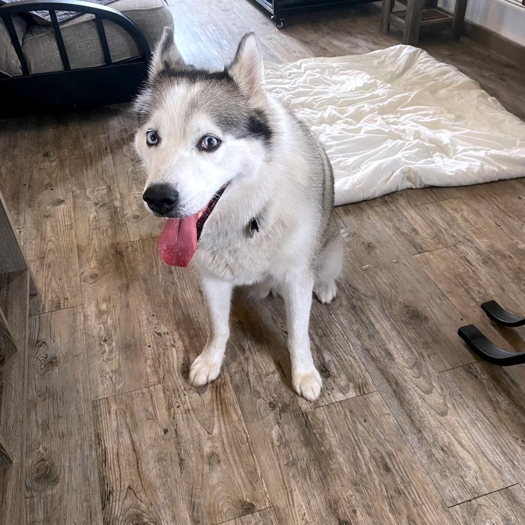 Enlarge Noki, a Adoptable Husky in Green Bay, WI image 5/6