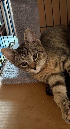 Ripley, Young Female unknown