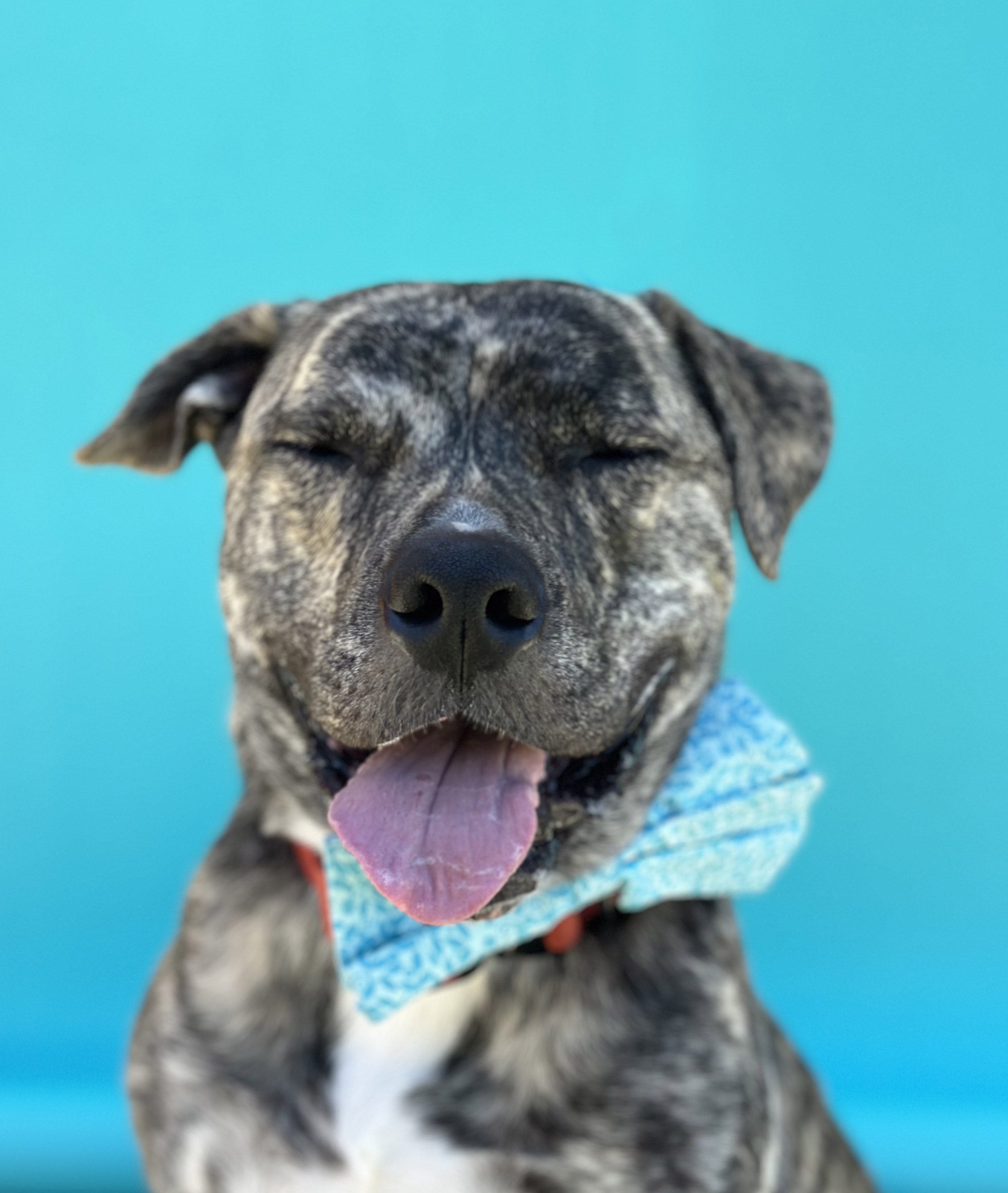 Enlarge Draco-ADOPT Me!, a Adopted mixed breed in Studio City, CA image 1/5