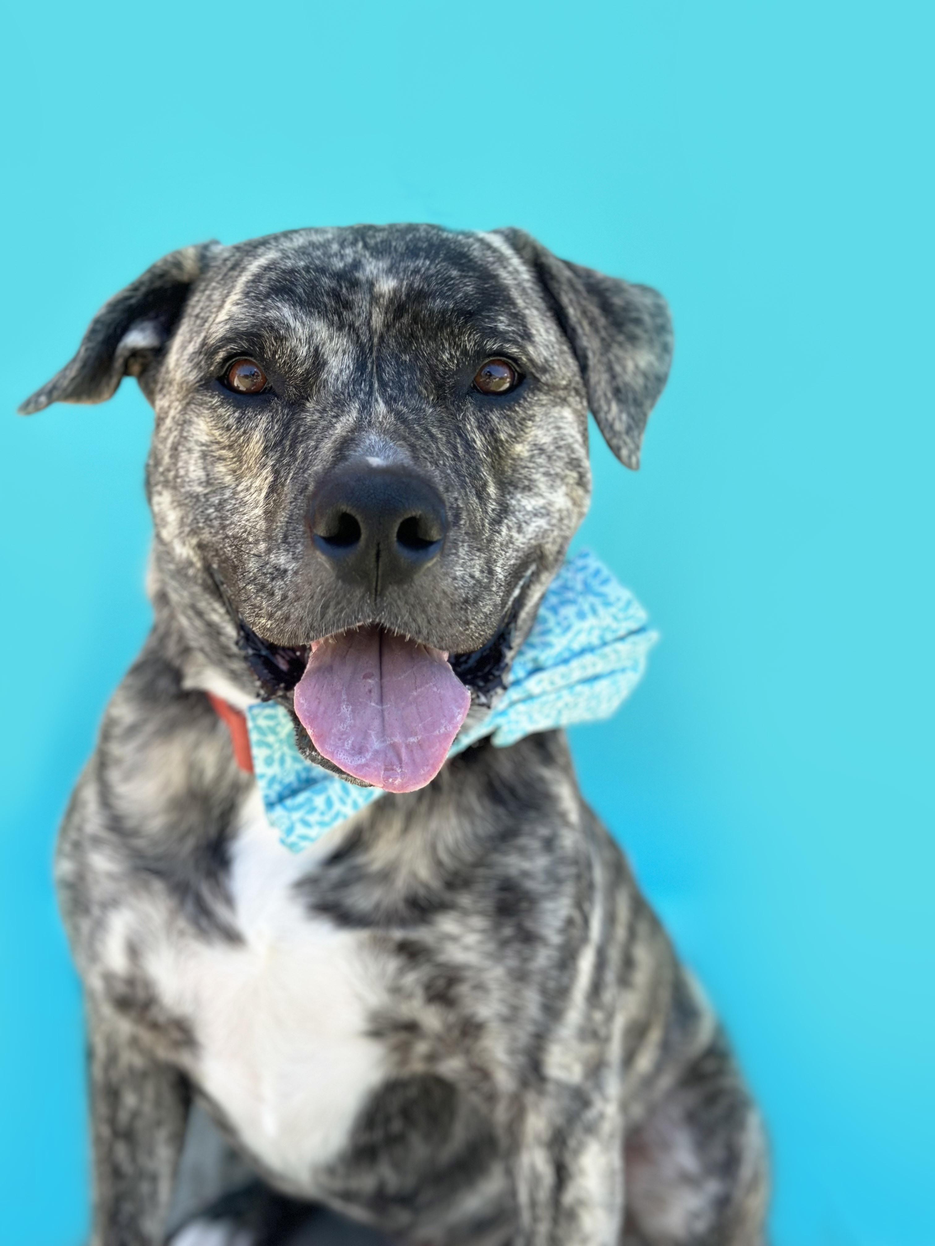 Enlarge Draco-ADOPT Me!, a Adopted mixed breed in Studio City, CA image 2/5