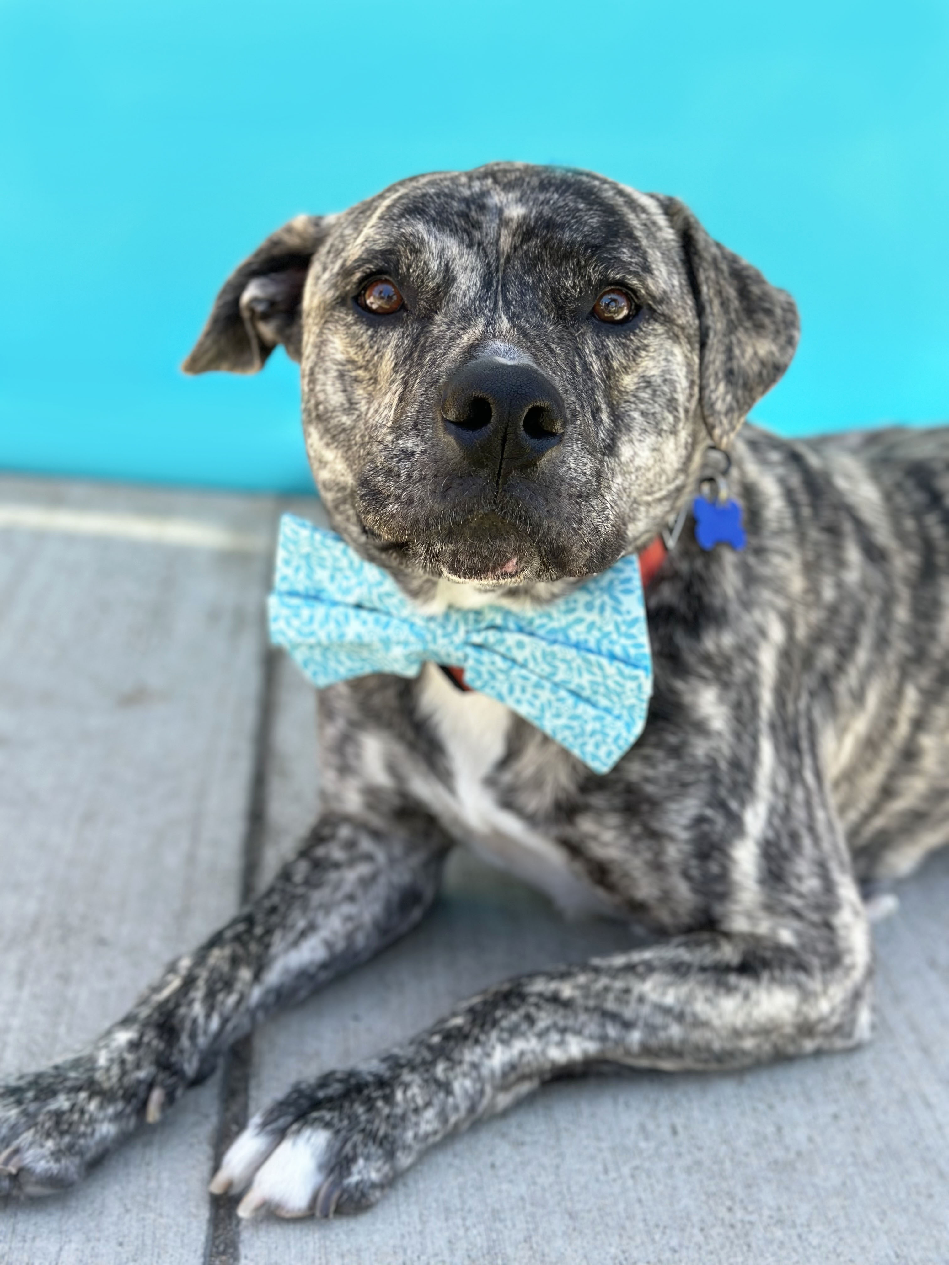 Enlarge Draco-ADOPT Me!, a Adopted mixed breed in Studio City, CA image 3/5