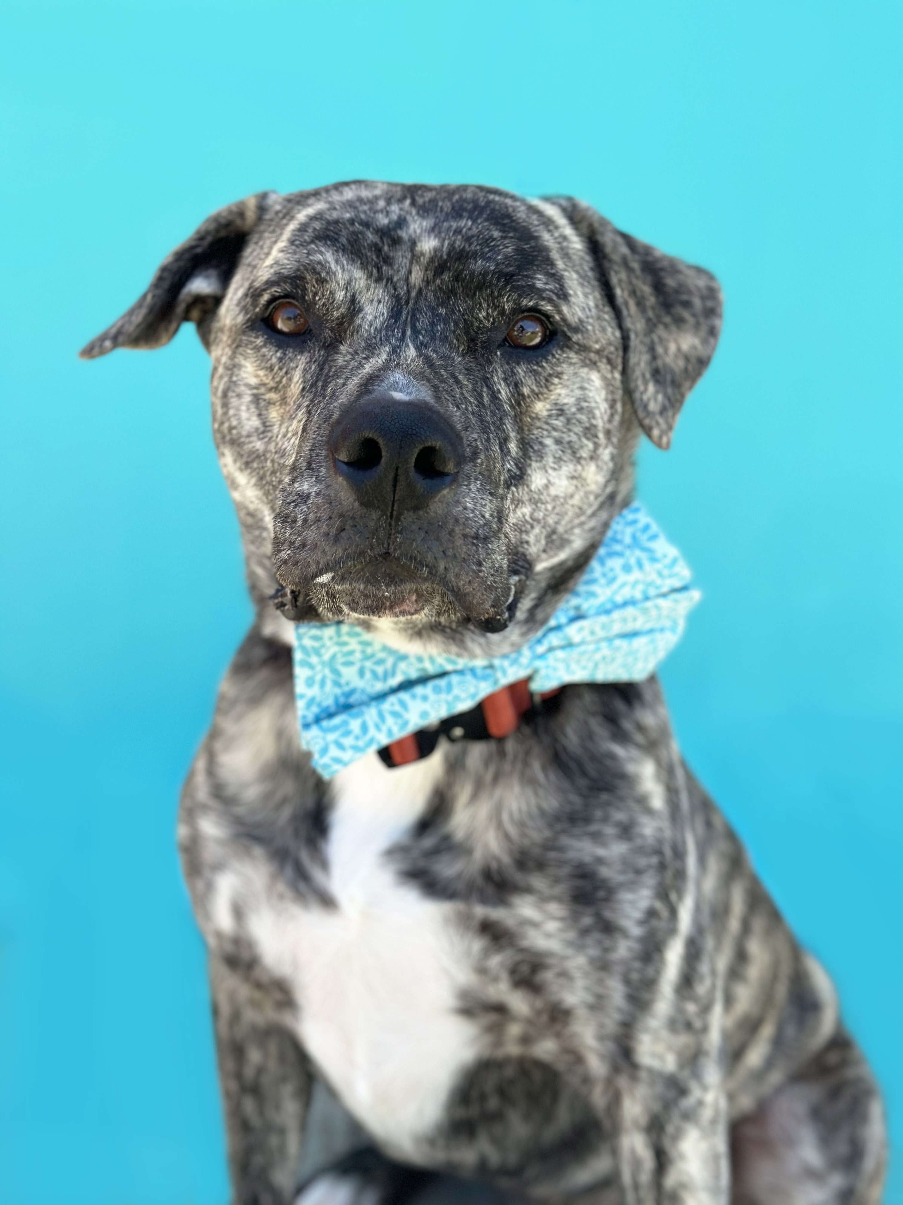 Enlarge Draco-ADOPT Me!, a Adopted mixed breed in Studio City, CA image 4/5