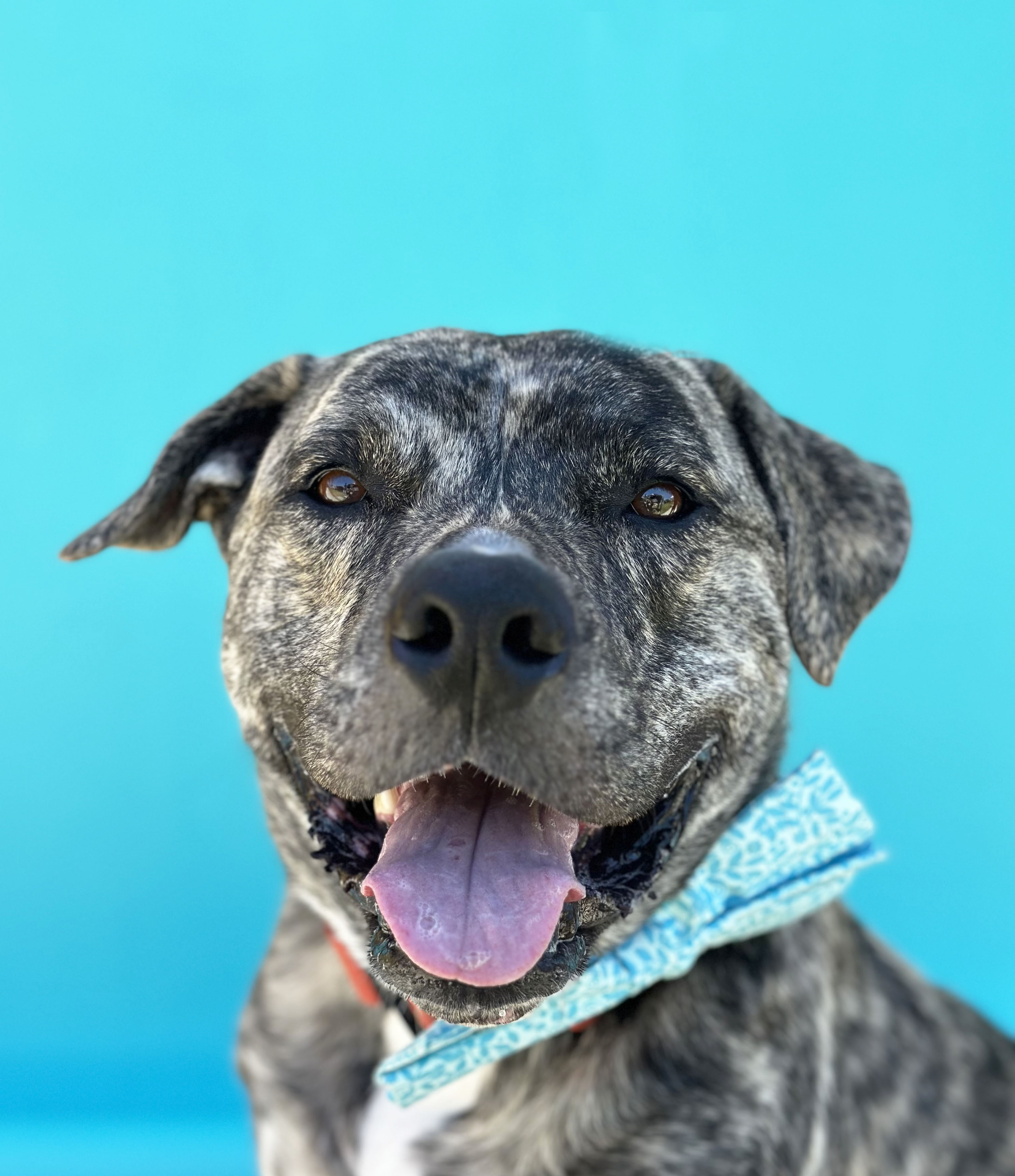 Enlarge Draco-ADOPT Me!, a Adopted mixed breed in Studio City, CA image 5/5