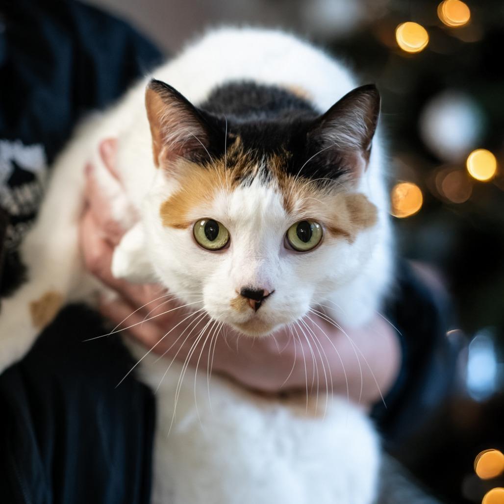 KITTYBELLE-30350, Adoptable, Senior Female Domestic Short Hair.