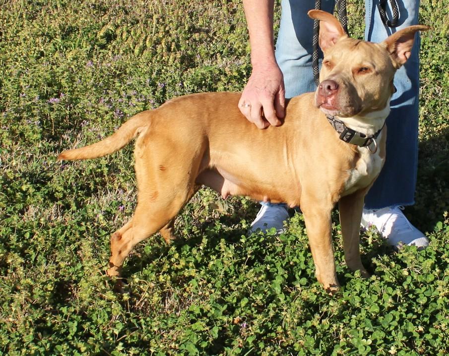Enlarge SUGAR, a ADOPTABLE mixed breed in Claremore, OK image 2/2