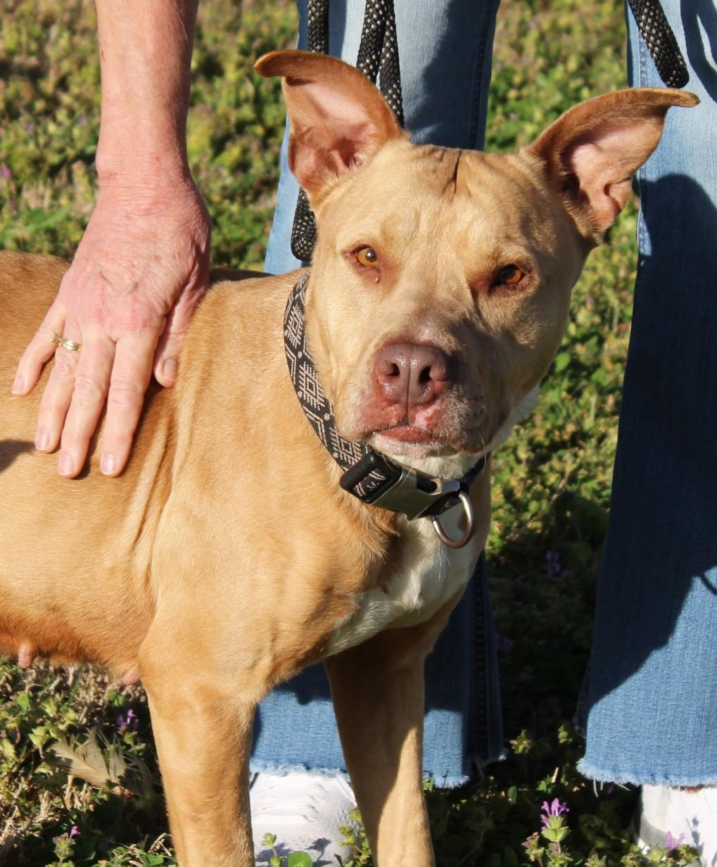 SUGAR, ADOPTABLE, Adult Female Pit Bull Terrier.