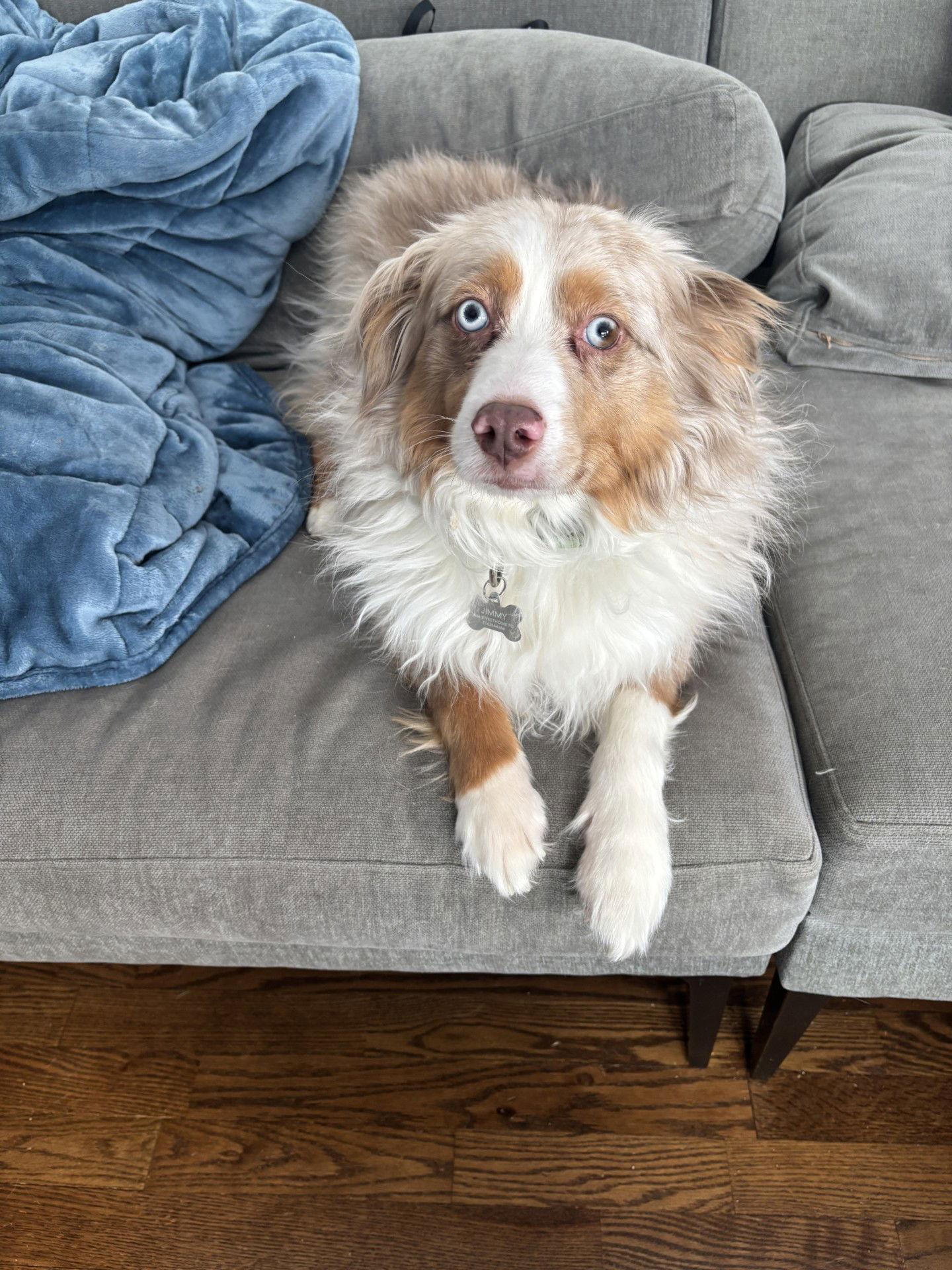 Enlarge Jimmy, a Adoptable Australian Shepherd in Lockport, NY image 2/3