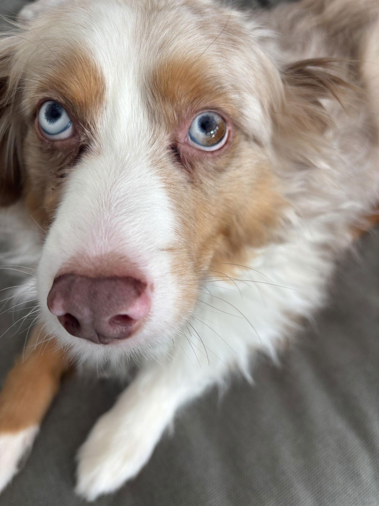 Enlarge Jimmy, a Adoptable Australian Shepherd in Lockport, NY image 3/3