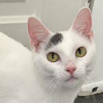Wren, Adoptable, Young Female Domestic Short Hair.