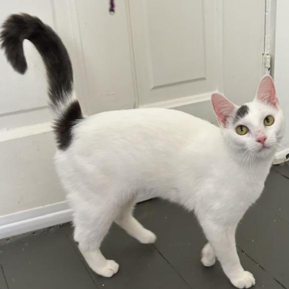 Enlarge Wren, a Adoptable Domestic Short Hair in Cincinnati, OH image 2/6
