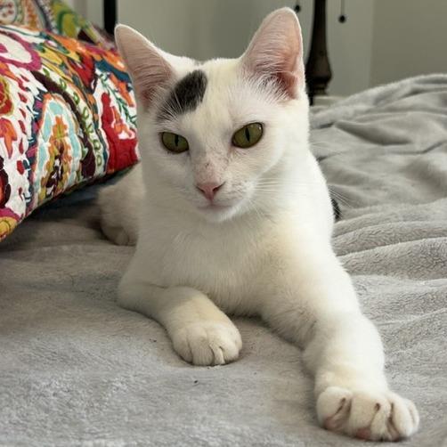 Enlarge Wren, a Adoptable Domestic Short Hair in Cincinnati, OH image 3/6