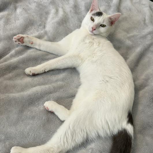 Enlarge Wren, a Adoptable Domestic Short Hair in Cincinnati, OH image 4/6