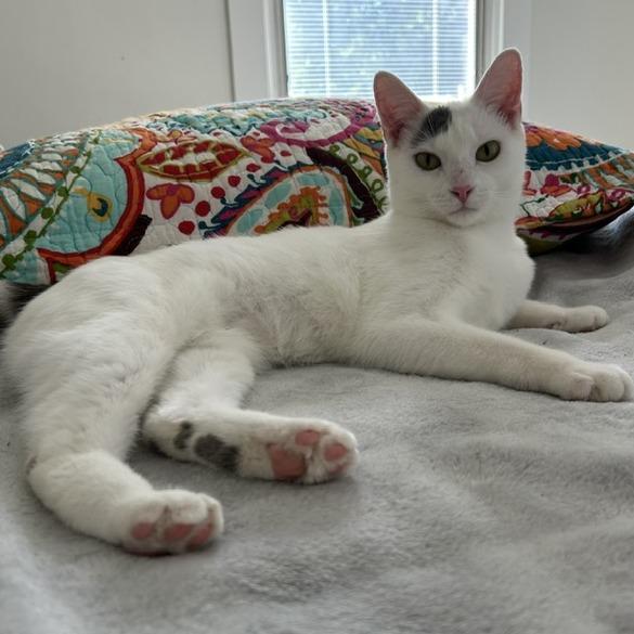 Enlarge Wren, a Adoptable Domestic Short Hair in Cincinnati, OH image 5/6