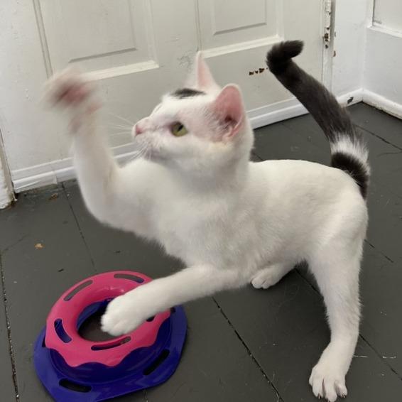 Enlarge Wren, a Adoptable Domestic Short Hair in Cincinnati, OH image 6/6