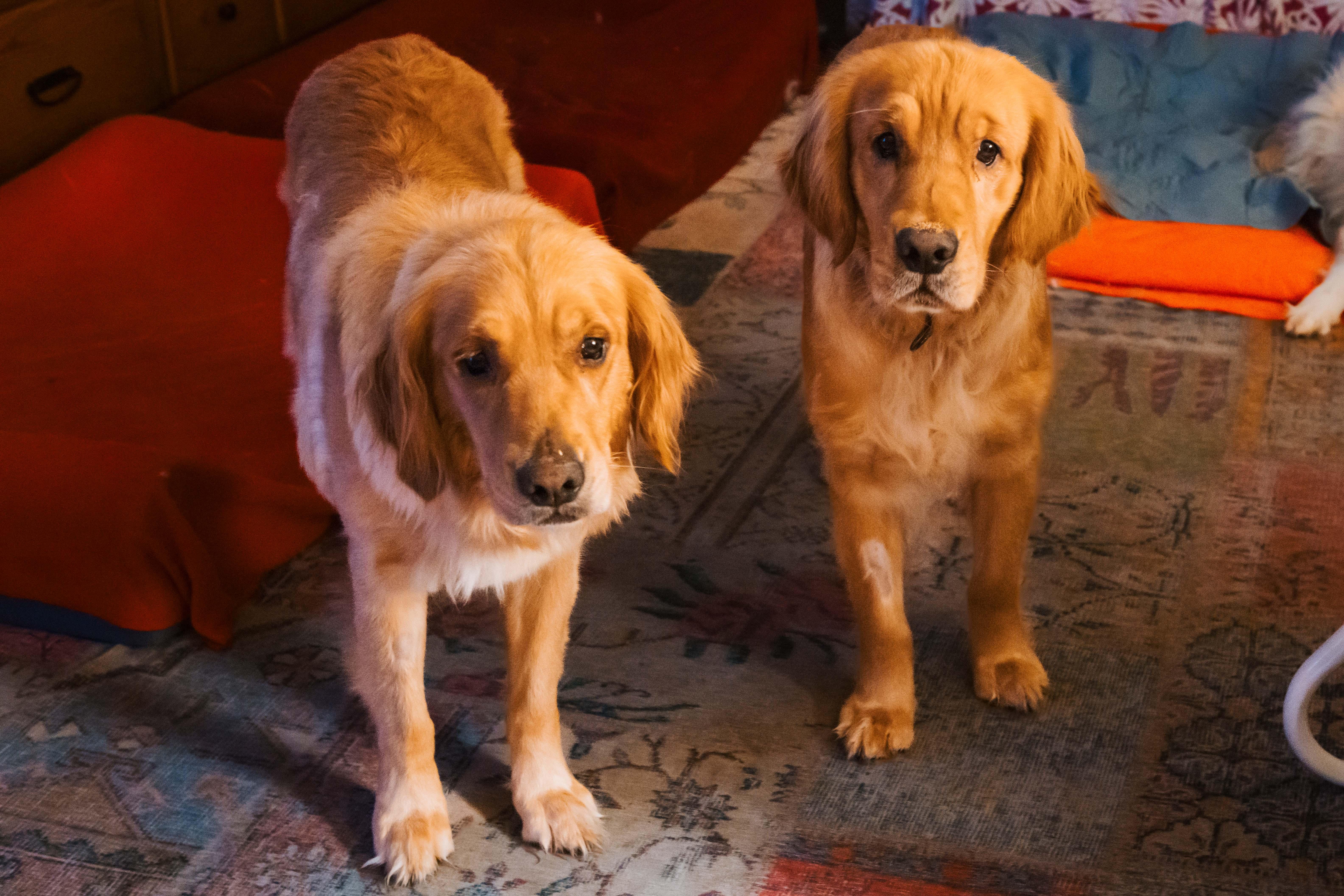 Ellie & Sage, ADOPTABLE, Adult Female Golden Retriever.