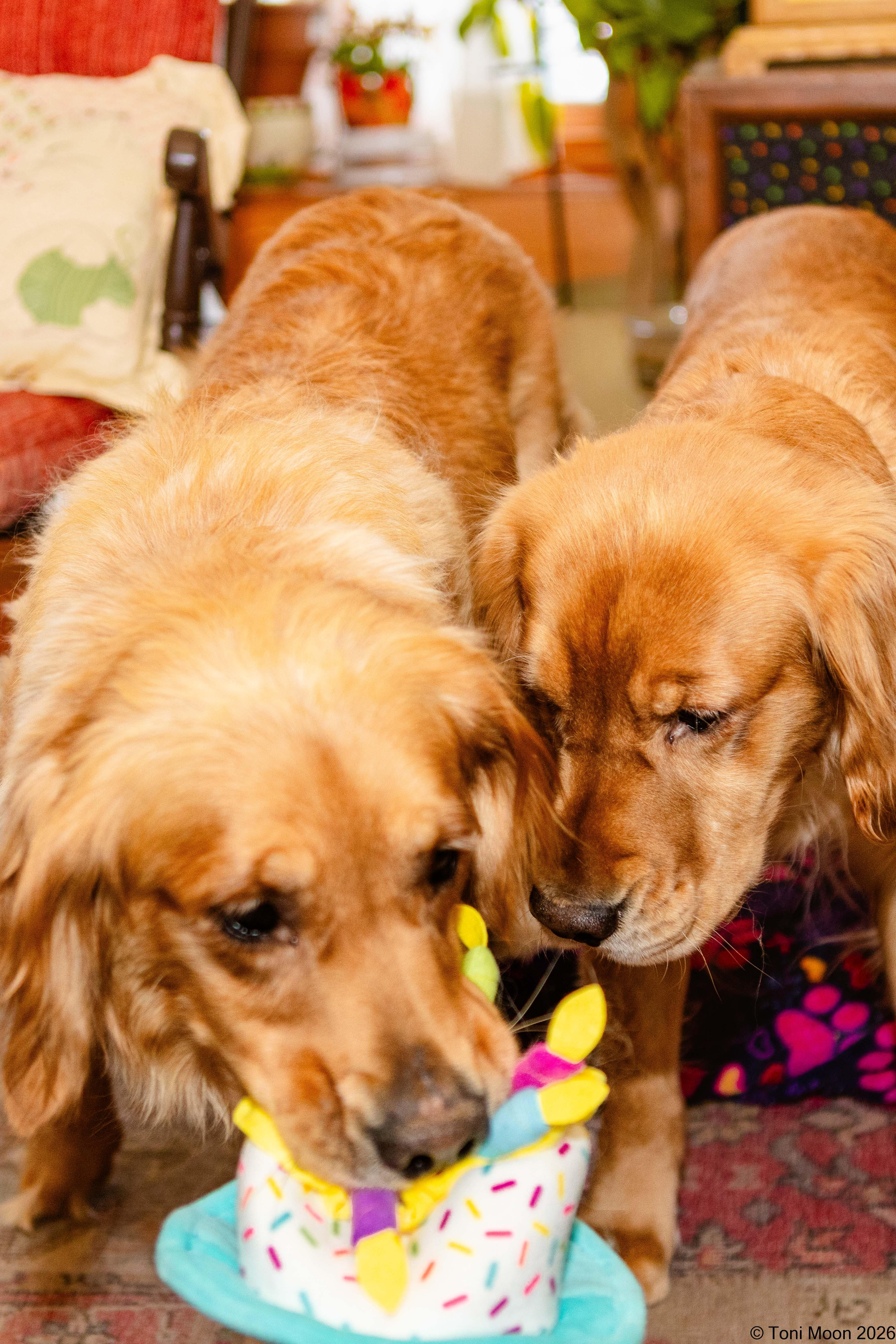 Enlarge Ellie & Sage, a ADOPTABLE Golden Retriever in Mchenry, IL image 6/6