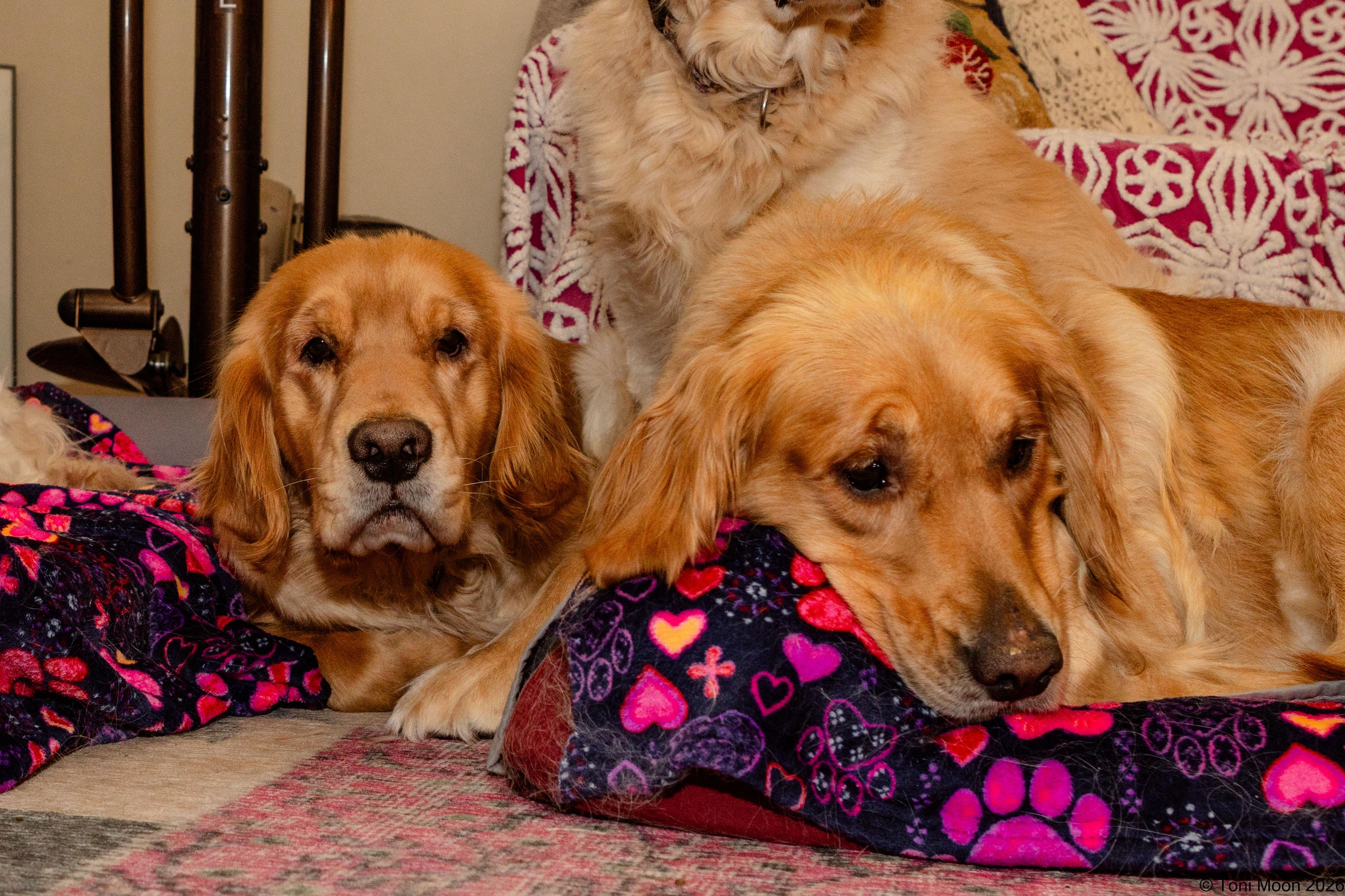 Enlarge Ellie & Sage, a ADOPTABLE Golden Retriever in Mchenry, IL image 2/6