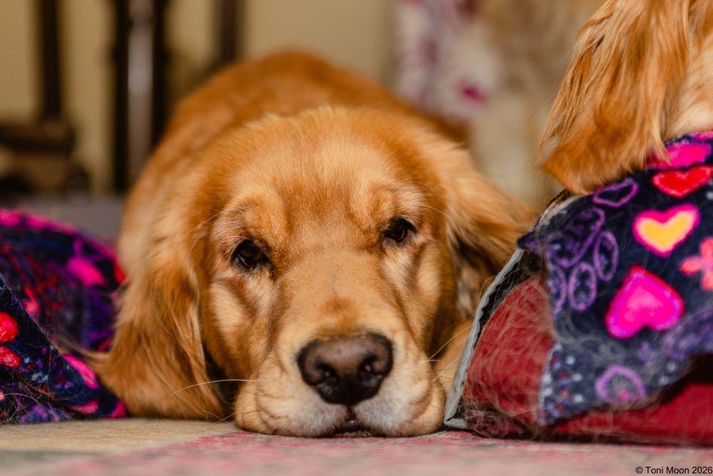 Enlarge Ellie & Sage, a ADOPTABLE Golden Retriever in Mchenry, IL image 5/6