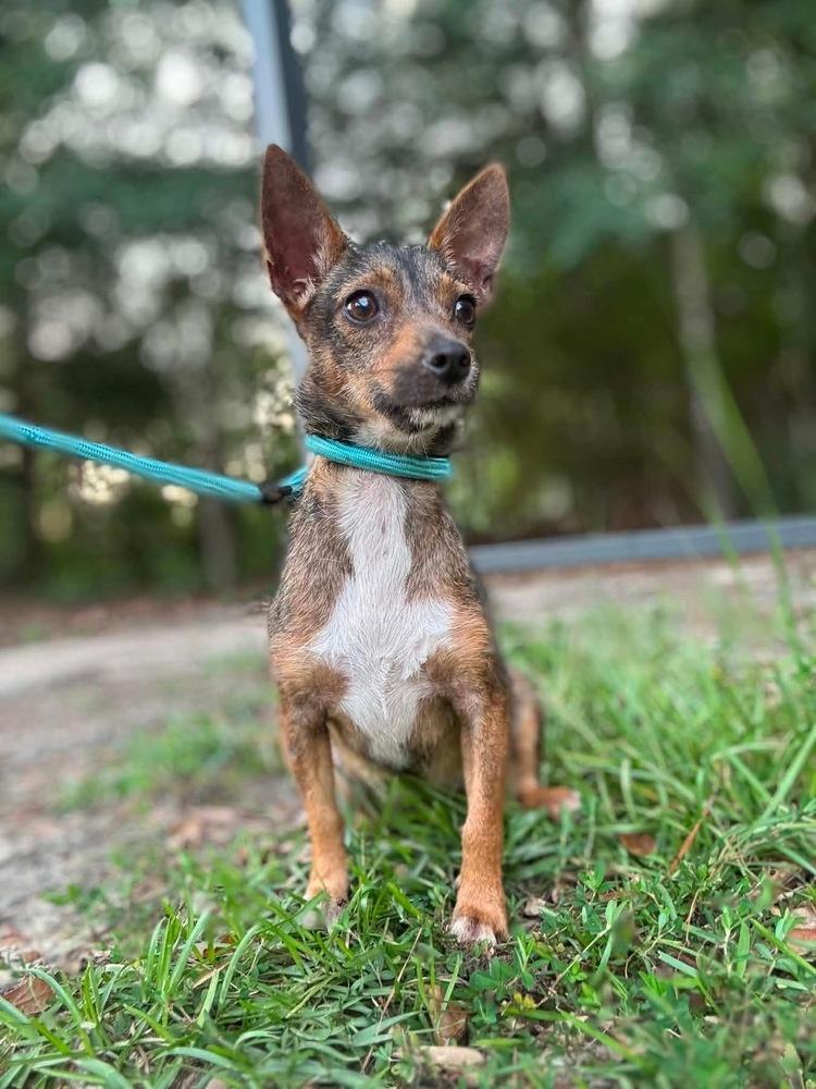 Daisy, Adopted, Young Female Chihuahua & Yorkshire Terrier.