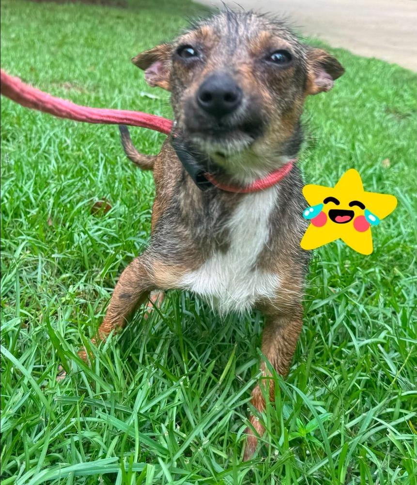 Enlarge Daisy, a Adopted mixed breed in Syracuse, NY image 2/6