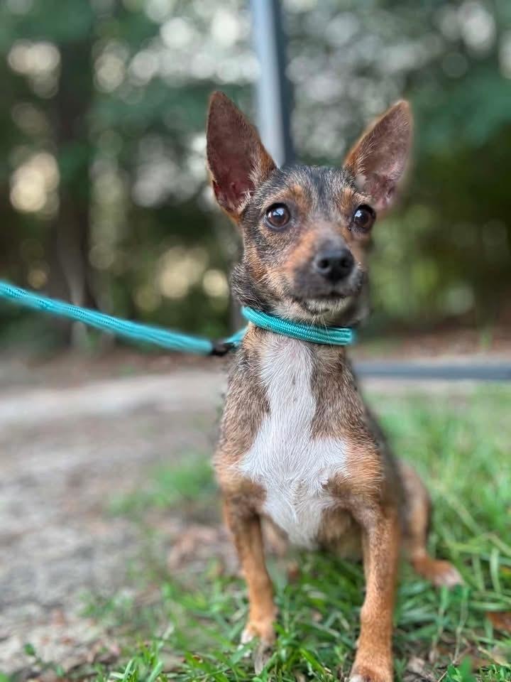 Enlarge Daisy, a Adopted mixed breed in Syracuse, NY image 3/6